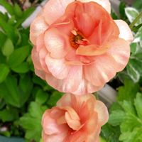 ラナンキュラスラックス リーベラ,癒し,かわいいな♡,花のある暮らし,植物のある暮らしの画像