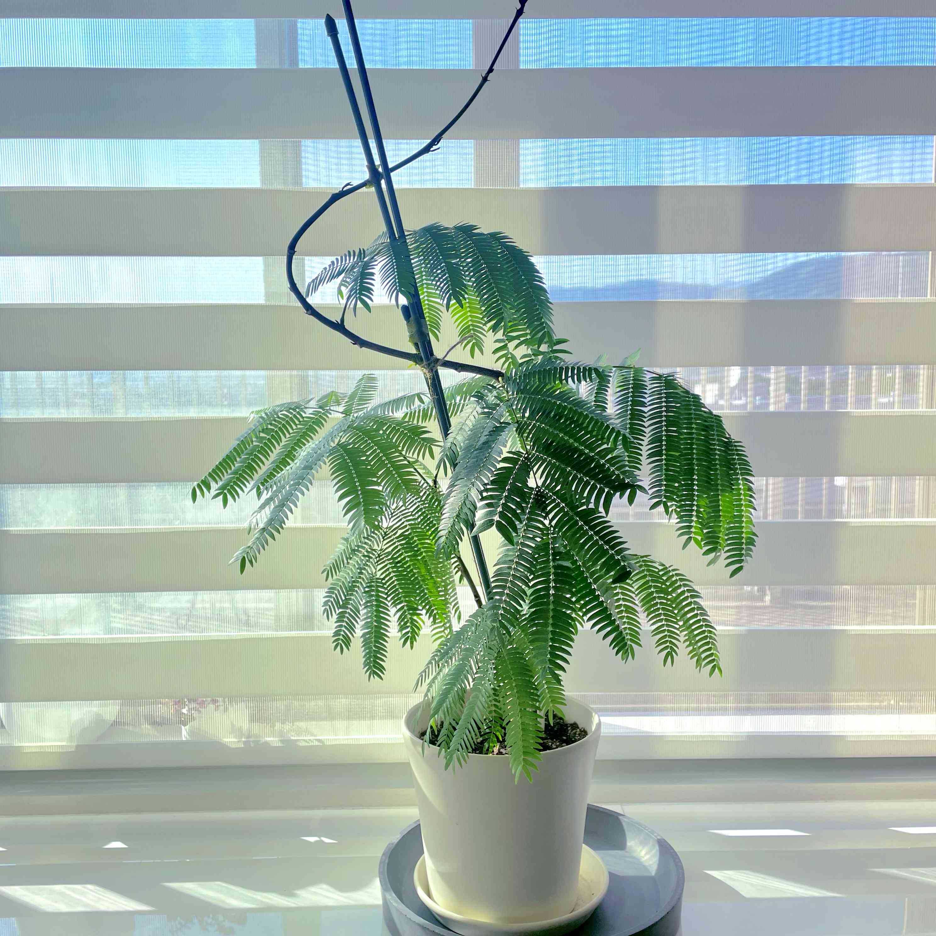 曲げ仕立て】エバーフレッシュ プランターセット