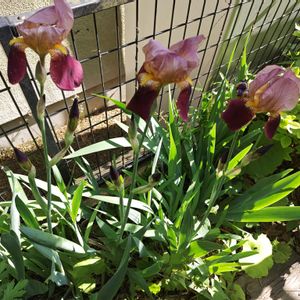 ジャーマンアイリス(紫),地植え,小さな庭の画像