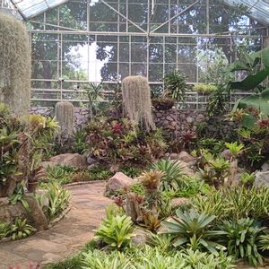 植物園,エアプランツ,観葉植物,タンクブロメリア,流木付けの画像