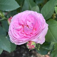 薔薇   ルイーズ オディエ,ルイーズ・オディエ,つるバラ,フランス,強香のバラの画像