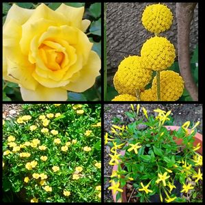 クラスペディア,夏黄梅,鉢植え,地植え,花のある暮らしの画像