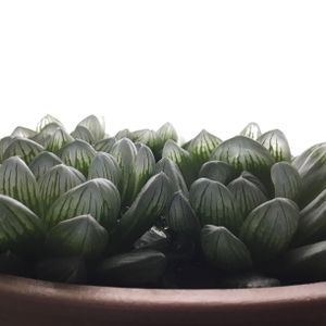 ハオルチア シンビフォルミス,多肉植物,ハオルチア属,窓辺の画像