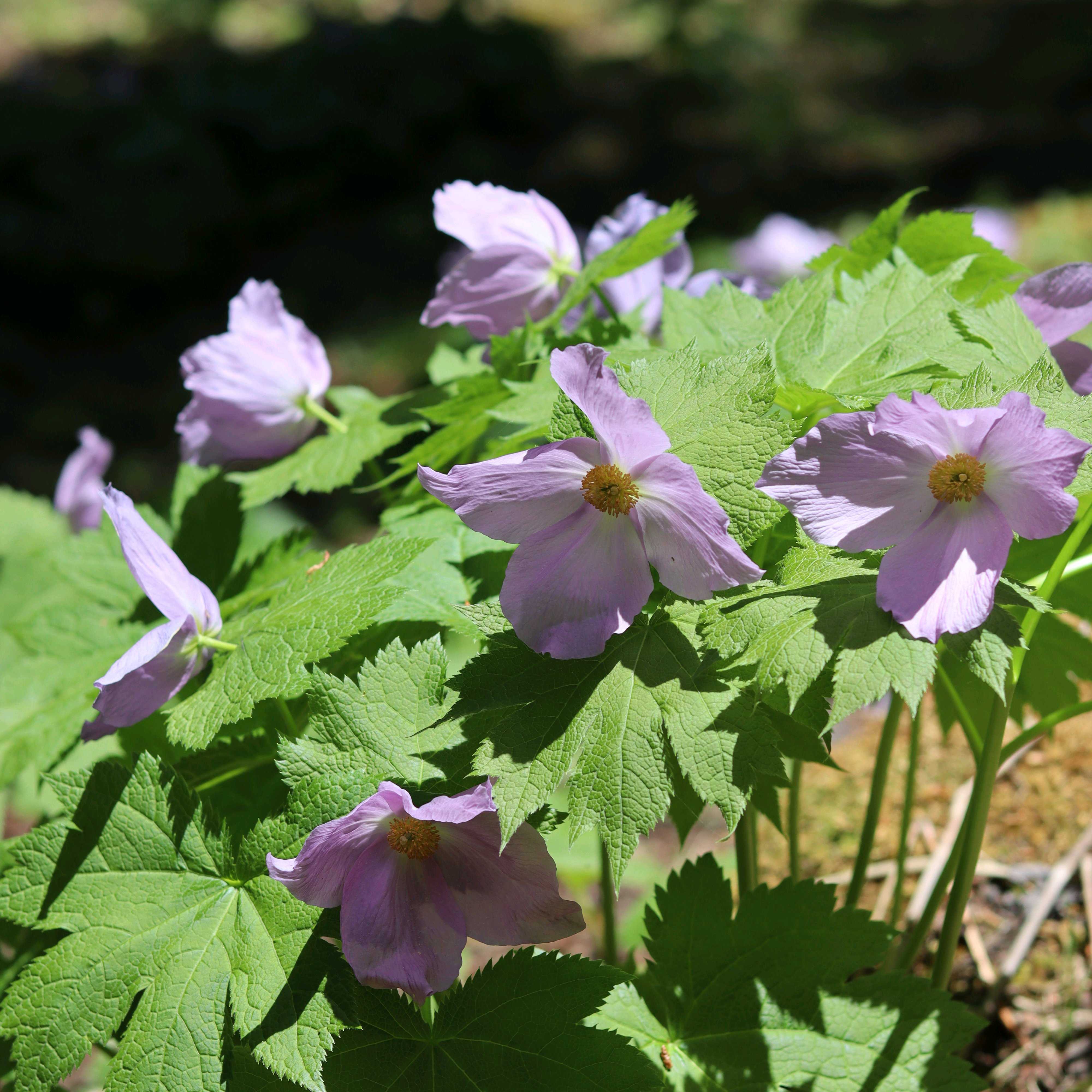 シラネアオイ園🌸｜🍀GreenSnap（グリーンスナップ）