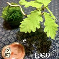 セッコク,小判草,カシワ,箸置き,鯛釣り草の画像
