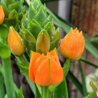 オーニソガラム,オーニソガラム ダビウム,お花,うれしい！,オレンジの花の画像