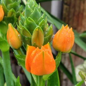 オーニソガラム,オーニソガラム ダビウム,お花,うれしい！,オレンジの花の画像