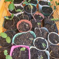 キュウリ,丹波黒大豆の芽,家庭菜園の画像