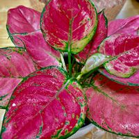 アグラオネマ,アグラオネマ・レディバレンタイン,観葉植物,HC観葉植物の画像
