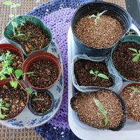 クレソン,宿根ネメシア,大玉トマト麗夏,挿し芽,タネから育てるの画像