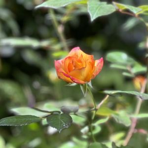 鉢植え,ガーデニング,花のある暮らし,素敵な出会いに感謝,ばら バラ 薔薇の画像