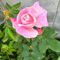 庭の花,花のある暮らし,バラ大好き,京成バラ園,庭づくりの画像