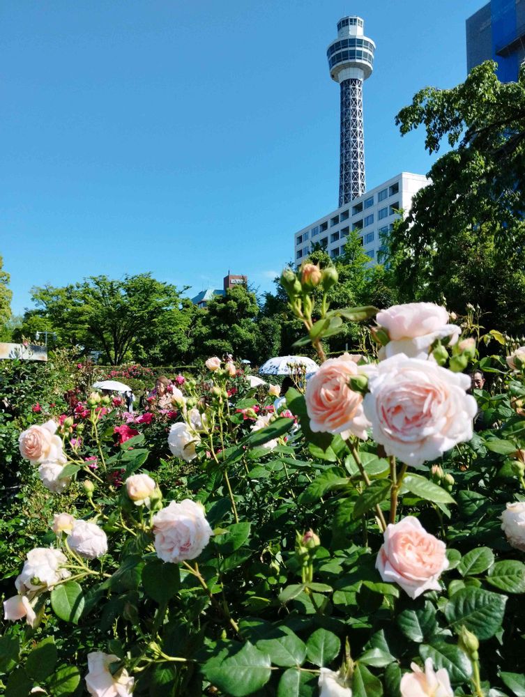 White Roseさんの山下公園への投稿