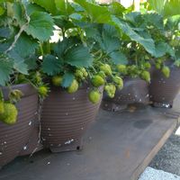 イチゴ♡,いちご成長記録,プランター栽培,四季成りイチゴ,小さな庭の画像