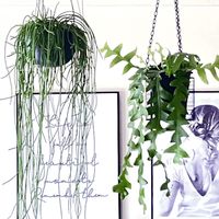エピフィルム クリソカルディウム,インテリアグリーン,インテリアと植物,観葉植物のある暮らし,ハンギングの画像