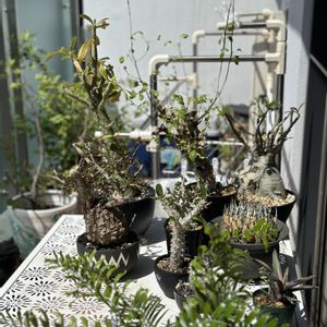 アガベ,オペルクリカリア・パキプス,多肉植物,塊根植物,アガベ AGAVEの画像