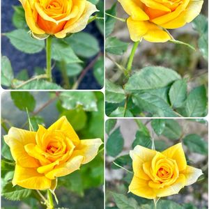ミニバラ,鉢植え,バラ科,幸せの黄色い花,花咲く乙女たち♡の画像