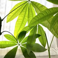 パキラ,実生 パキラ,観葉植物,わさわさ〜,観葉植物のある暮らしの画像