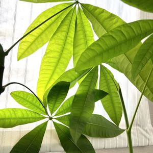パキラ,実生 パキラ,観葉植物,わさわさ〜,観葉植物のある暮らしの画像