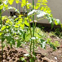 ミニトマト,家庭菜園の画像