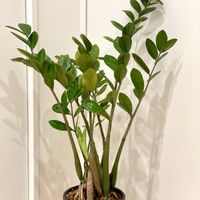 ザミオクルカス ザミーフォリア,観葉植物,植え替え,熱帯植物,サトイモ 科の画像
