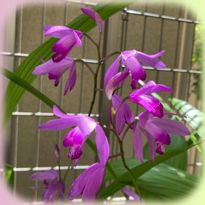 シラン,紫蘭,花壇,紫の花の画像