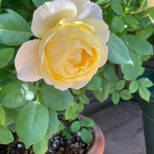 ヴァネッサ・ベル,挿し木,薔薇♪,バラ鉢植え,レモンイエローの画像
