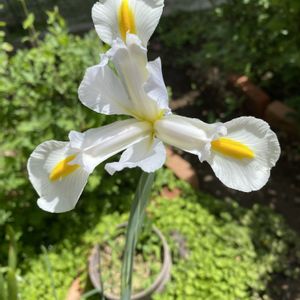 アイリス,ダッチ・アイリス,鉢植え,白い花の画像