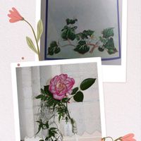 セージ,薔薇,ジャスミン,癒し,友情の画像