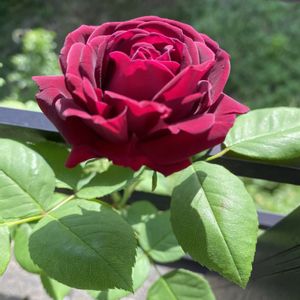 つるバラ...,バラ 鉢植え,赤いバラ,バラのある暮らし,小さい庭の画像
