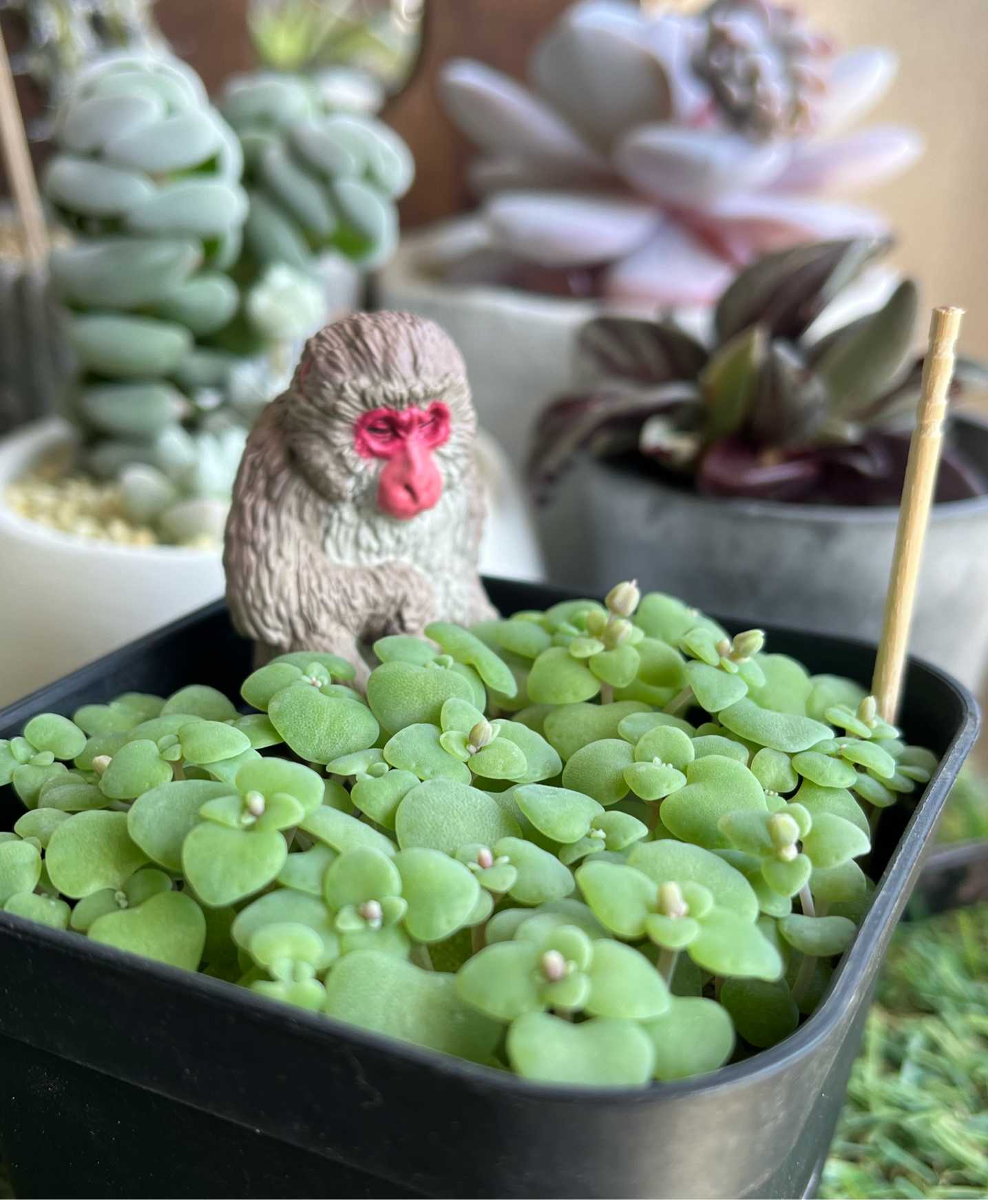 クラッスラ属 ネモロサ 育ててみた🤨｜🍀GreenSnap（グリーンスナップ）