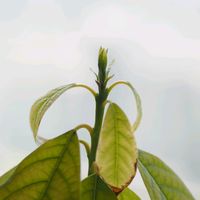 アボカド,観葉植物の画像