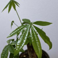 パキラ,パキラ,観葉植物の画像