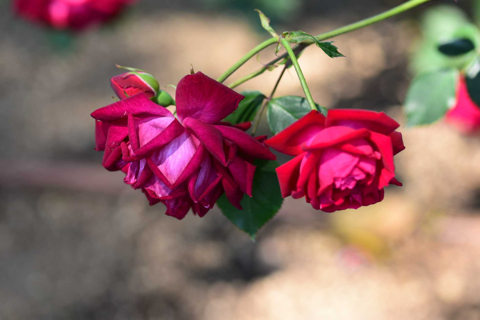 中之島公園バラ園に咲く『オールドローズ』系を見てみよう。シンプルな