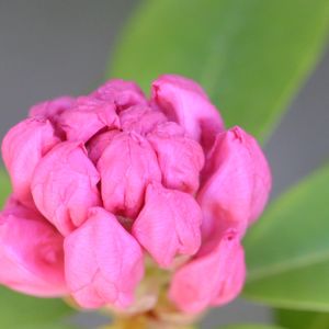 西洋シャクナゲ,石楠花（シャクナゲ）,西洋シャクナゲ「ローディー」,西洋石楠花の蕾,鉢植えのお花の画像