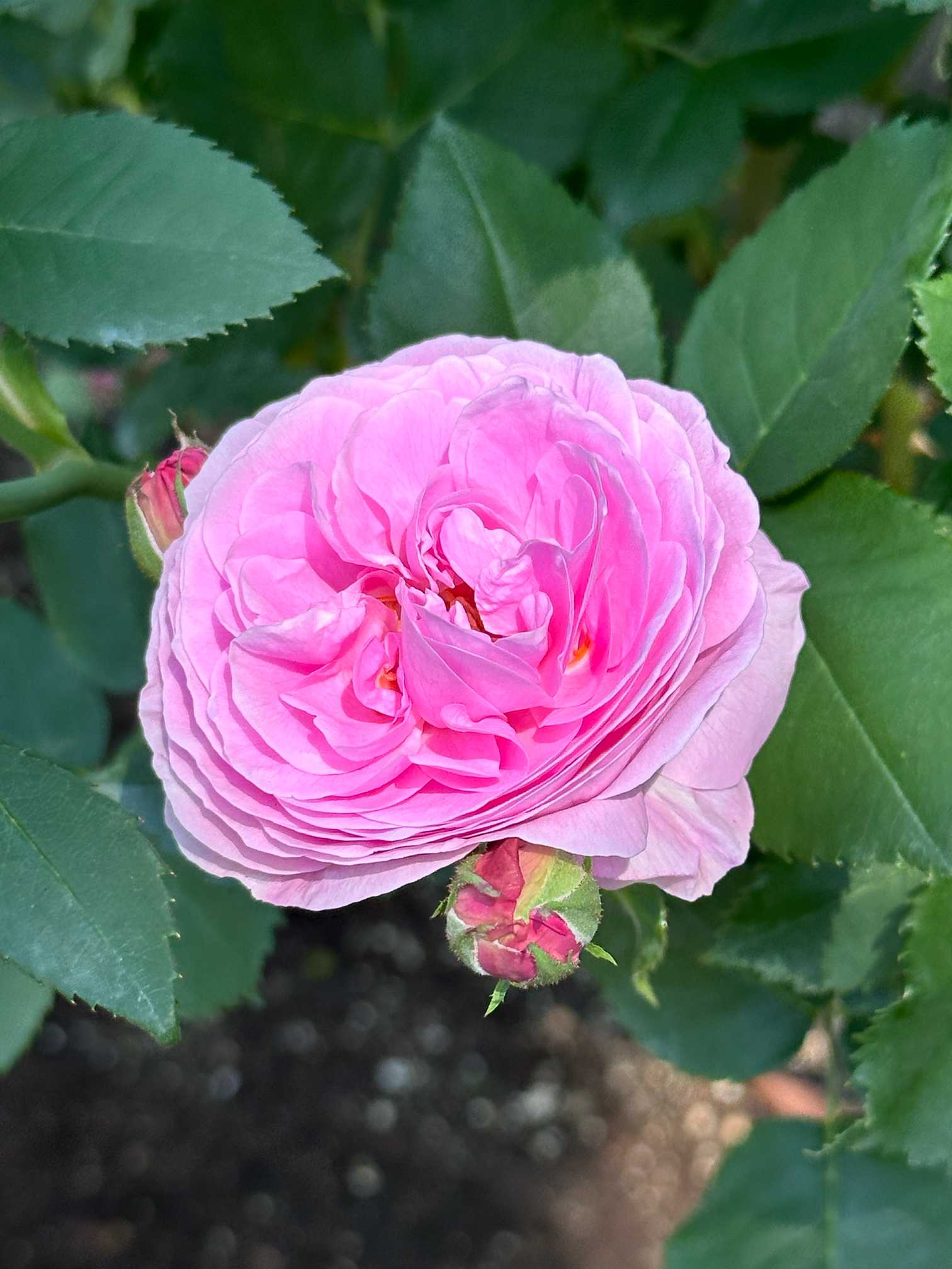 中之島公園バラ園に咲く『オールドローズ』系を見てみよう。シンプルな