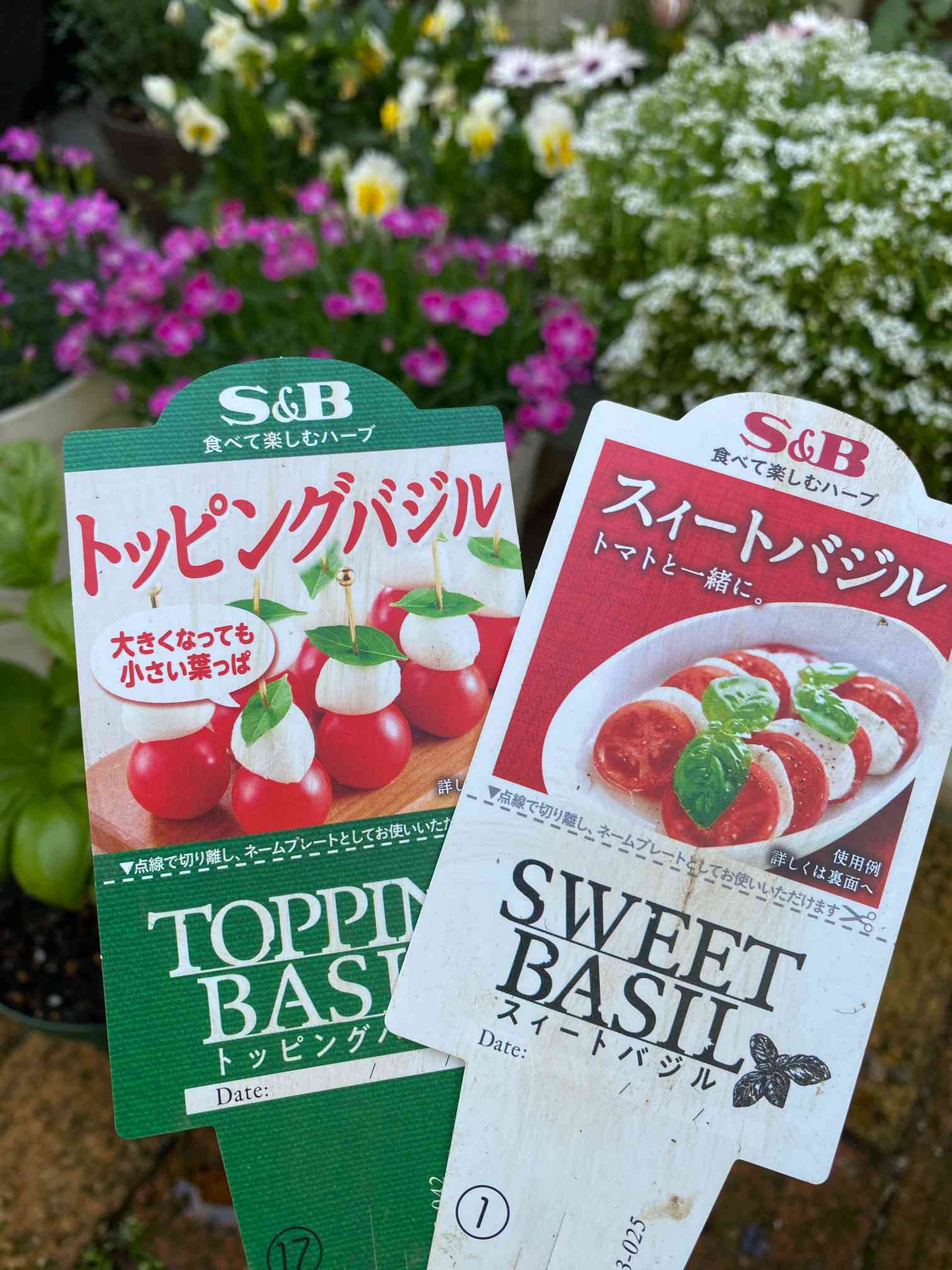 ☆スィートバジル☆さま専用　おまとめ割 S&Bトッピングバジルとスウィートバジルの栽培記録｜🍀GreenSnap