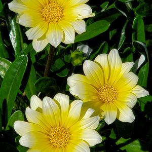 ガザニア,サボテンの花の画像