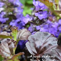 ヤマブキ,ヒメウツギ,アジュガ ブラックスカロップ,春のお花,紫色の花の画像