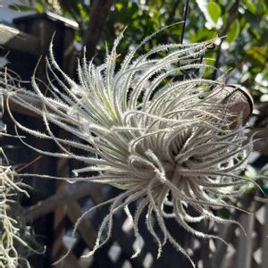 T.カクティコラ グローウィングフォーム,チランジア属,インテリアグリーン,植物のある暮らし,植中毒の画像
