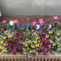 チューリップ,ムスカリ,ビオラ,小さな花壇の画像
