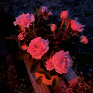 バラ,ミニバラ,花のある暮らし,バラ・ミニバラ,繋がりに感謝✨の画像