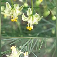 クスノキ,アスパラガス,アスパラガス,アスパラガスの花,クスノキの花の画像