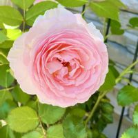 ピエールドゥロンサール,つるバラ,植木鉢,ばら バラ 薔薇の画像
