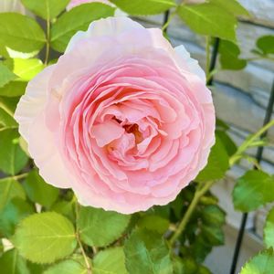 ピエールドゥロンサール,つるバラ,植木鉢,ばら バラ 薔薇の画像