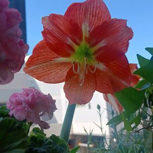 アマリリス,八重咲きベゴニア,GS皆様ありがとう,おうち園芸,アマリリス　一重咲きロージースターの画像