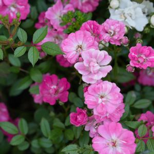 ミニバラ,ガーデニング,可愛いピンク色♡,植えっぱなし,花のある暮らしの画像