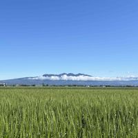 シダ,矢車草,小麦,赤城山△,毎月４日はシダの日」の画像