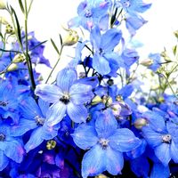 デルフィニーム　ジャパンブルー,多肉植物,ガーデニング,お花,庭の画像