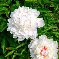 シャクヤク,芍薬(シャクヤク）,お花大好き♡,お散歩公園,白い清楚な花の画像